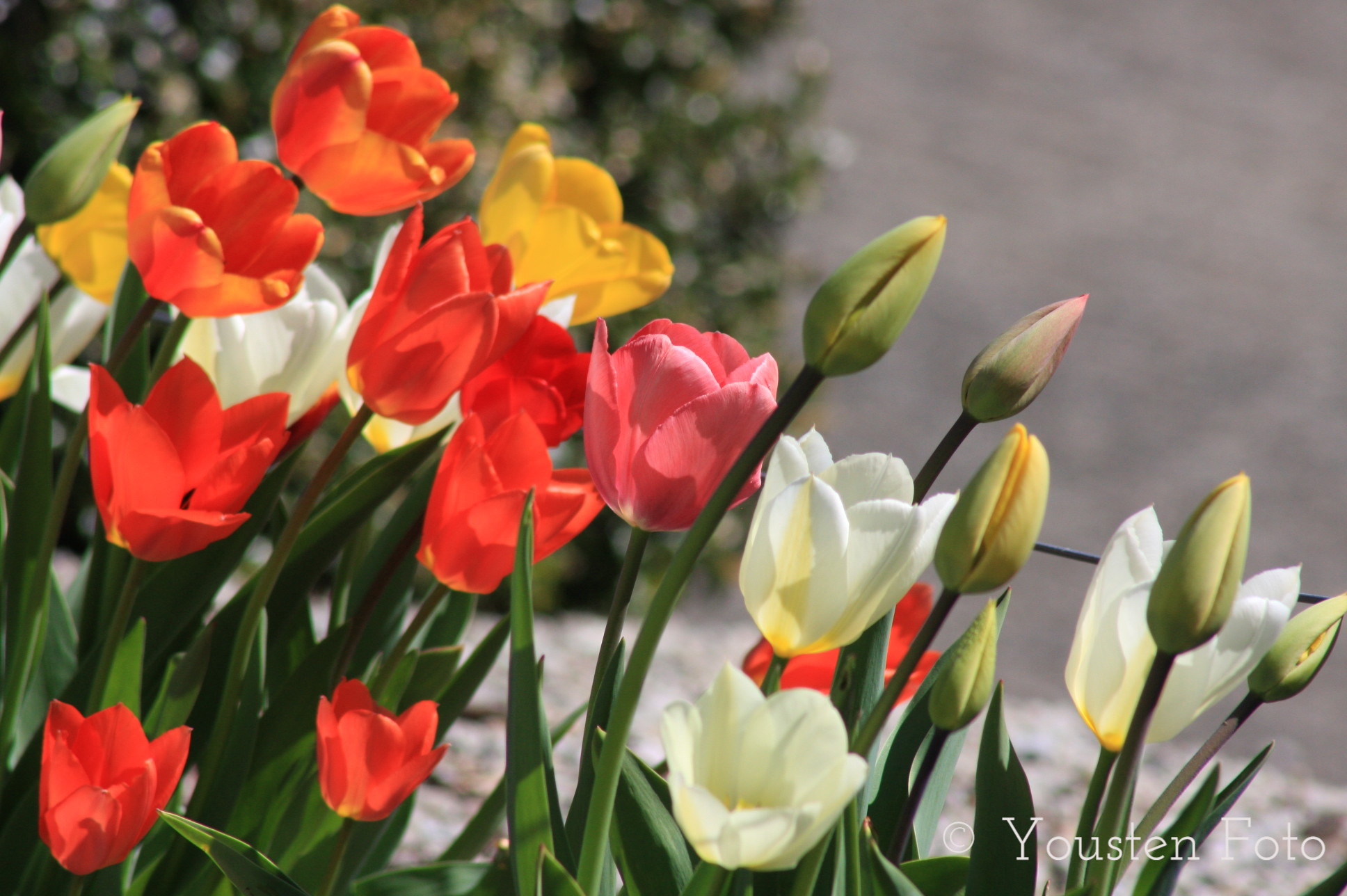 Tulips colors